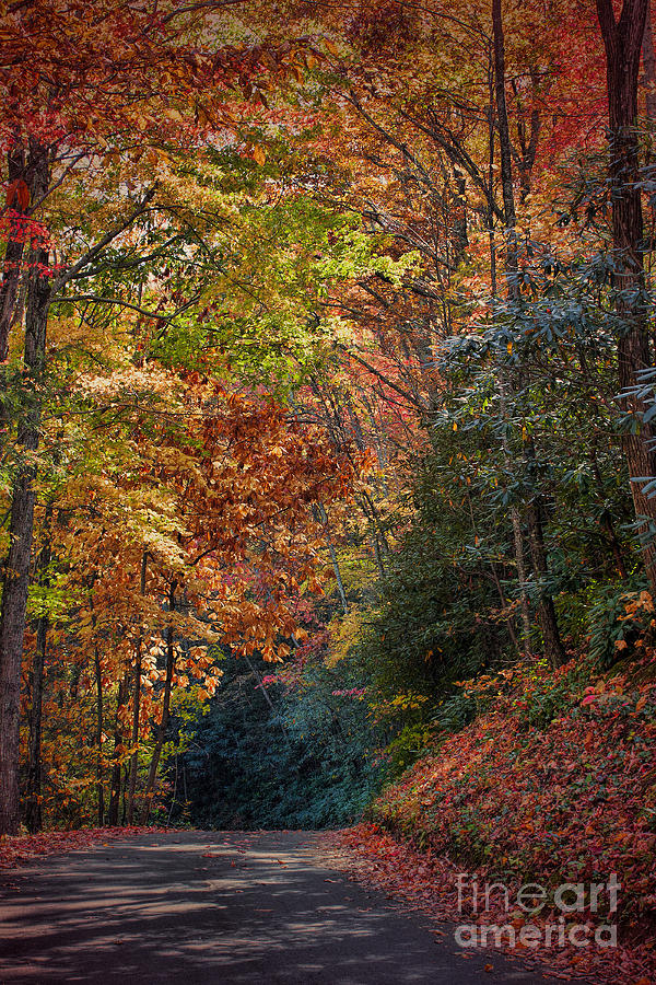 Fall Foliage Photograph by Dave Bosse