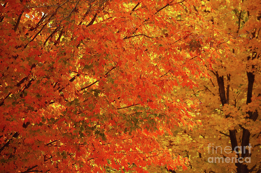Fall Foliage Photograph by Deb Halloran