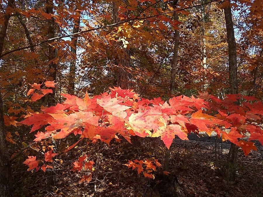 Fall Foliage Photograph by Deborah Lacoste