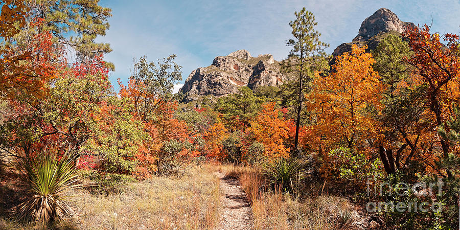 Fall Foliage Explosion At Mckittrick Canyon - Guadalupe Mountains National Park West Texas Photograph
