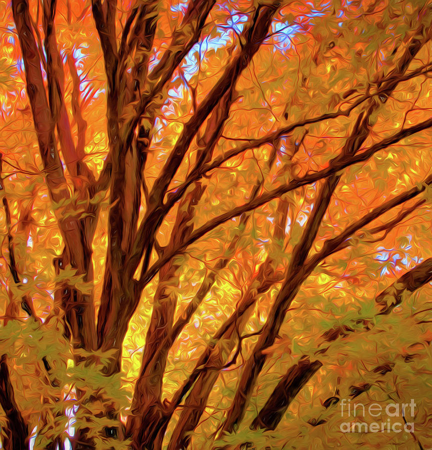 Fall Foliage Photograph by George Robinson