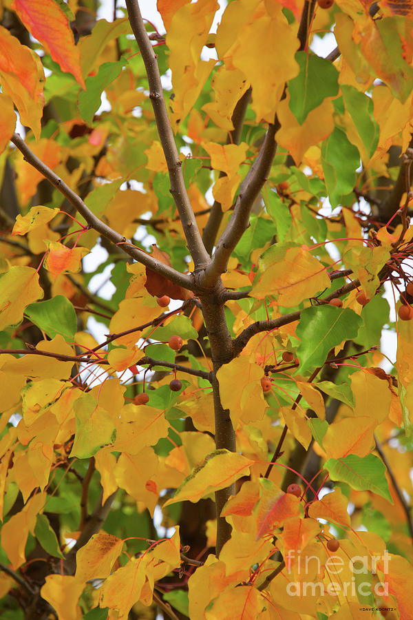 Fall Foliage I Photograph by Dave Koontz
