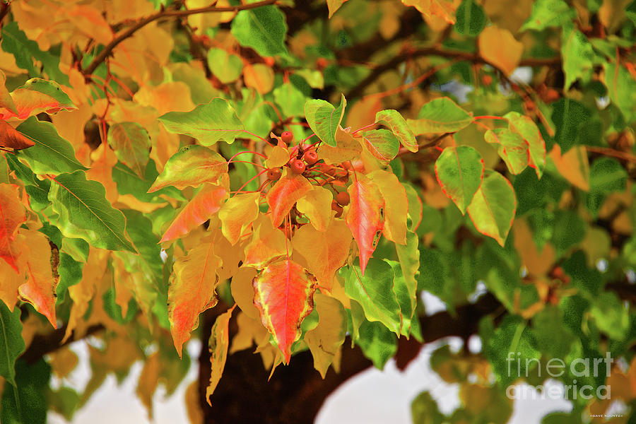 Fall Foliage III Photograph by Dave Koontz