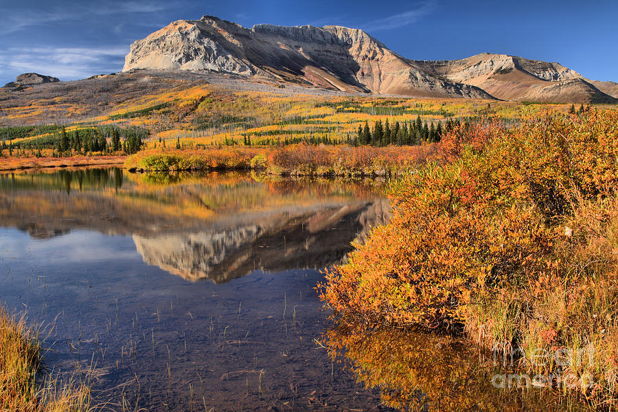 Fall Foliage In Alberta Photograph by Adam Jewell