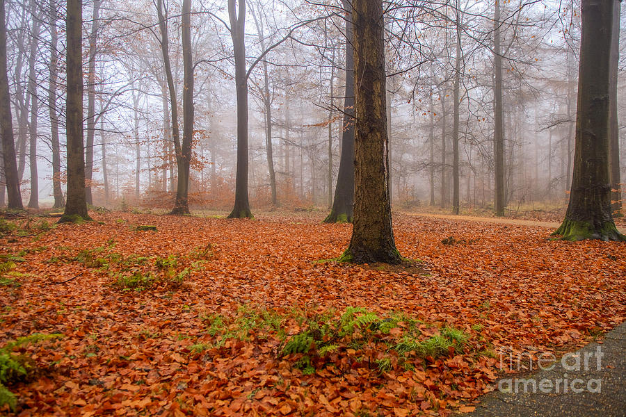 Fall foliage in foggy forest Photograph by Patricia Hofmeester