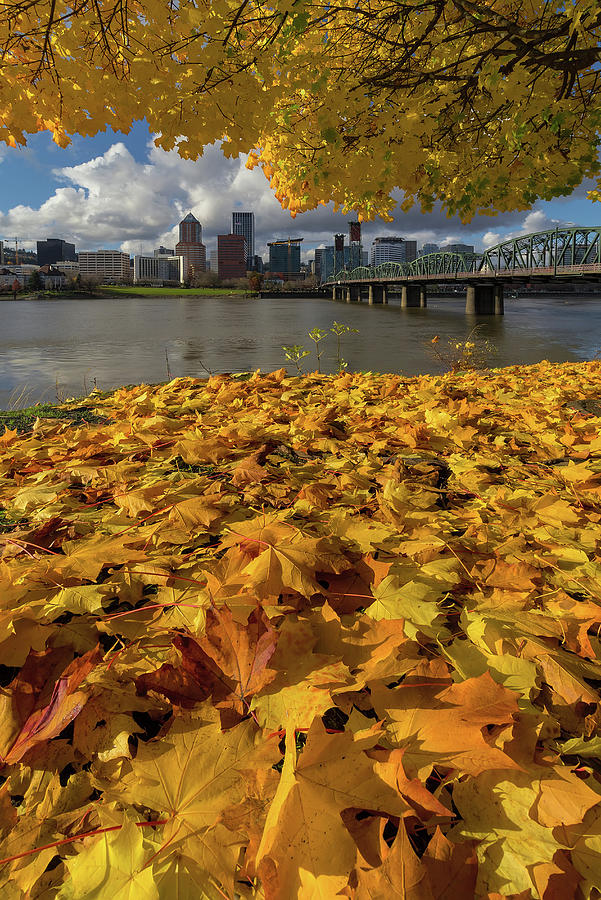 Fall Foliage in Portland Oregon City Photograph by David Gn