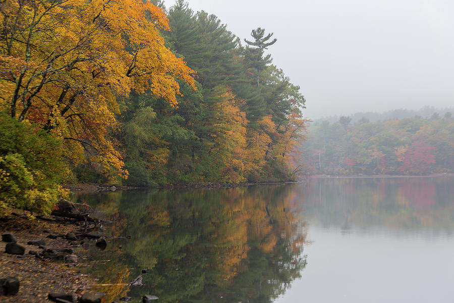 Fall Foliage in the Fog Photograph by Brian MacLean