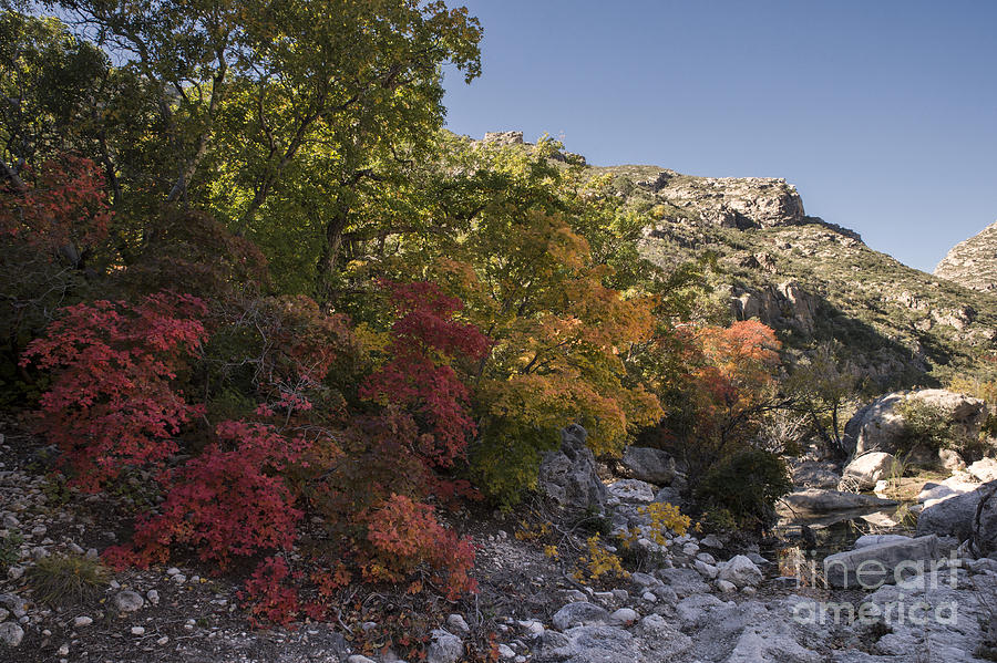 Fall Foliage in the Guadalupes Photograph by Melany Sarafis