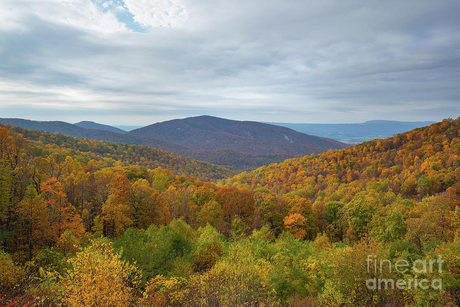 Shenandoah National Park Photograph - Fall Foliage In The Mountains  by Michael Ver Sprill