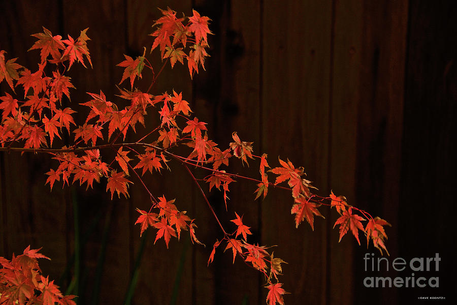 Fall Foliage IV Photograph by Dave Koontz