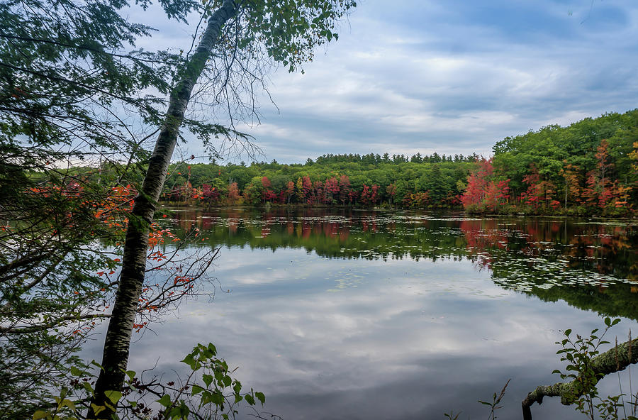 Fall foliage Photograph by Jane Luxton