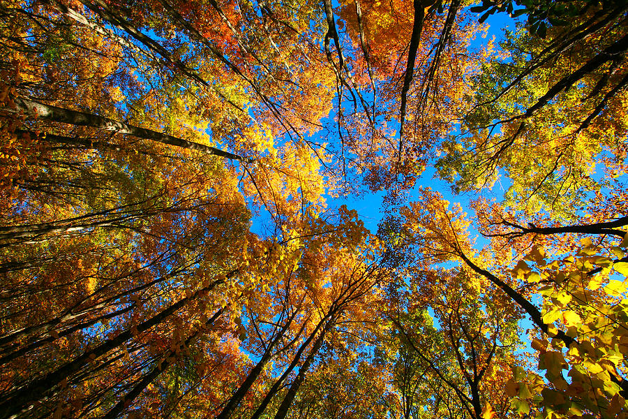 Fall Colors Photograph - Fall foliage  by Jeff Haffner