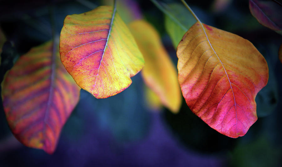 Fall Foliage Photograph by Jessica Jenney