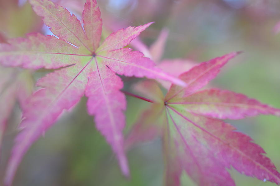 Fall Foliage Photograph by Jimmy Chuck Smith