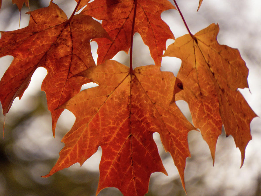 Fall Foliage Photograph by Kimberly Mackowski