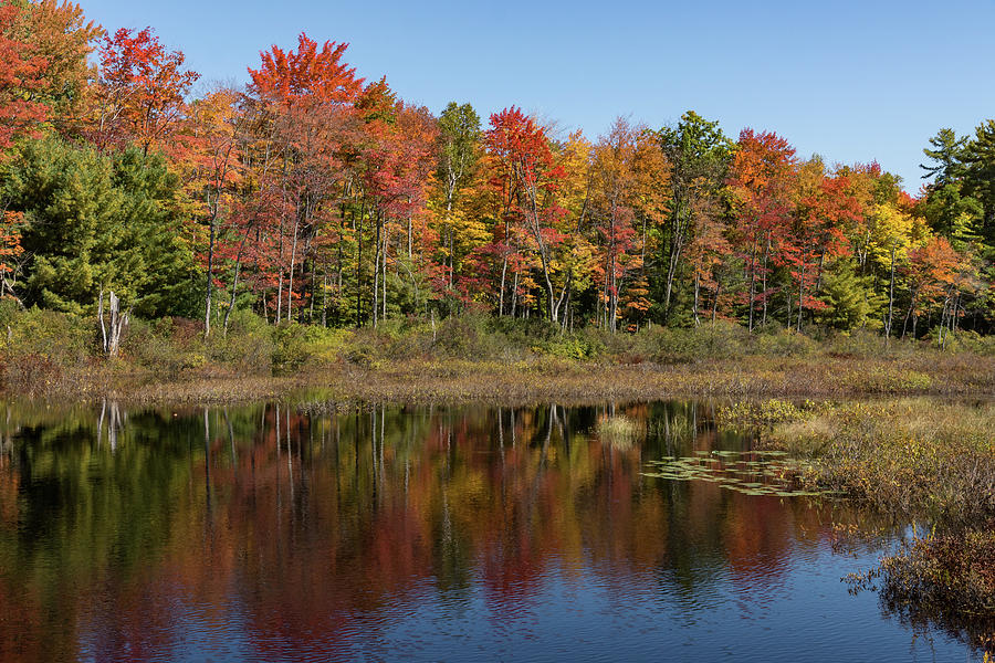 Fall Foliage Lakeshore - Algonquin in Autumn Photograph by Georgia ...