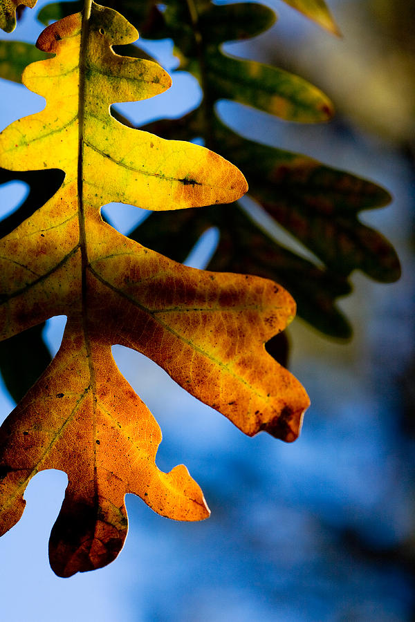 Fall Foliage Leaf Near Ruidoso Nm Photograph By Matt Suess 