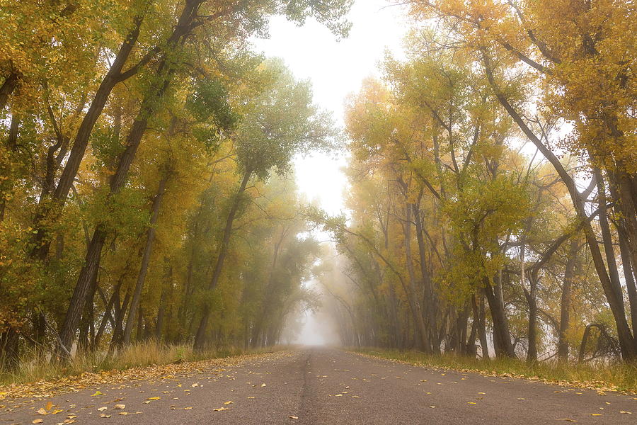Fall Foliage Lines a Foggy Road Photograph by Tony Hake