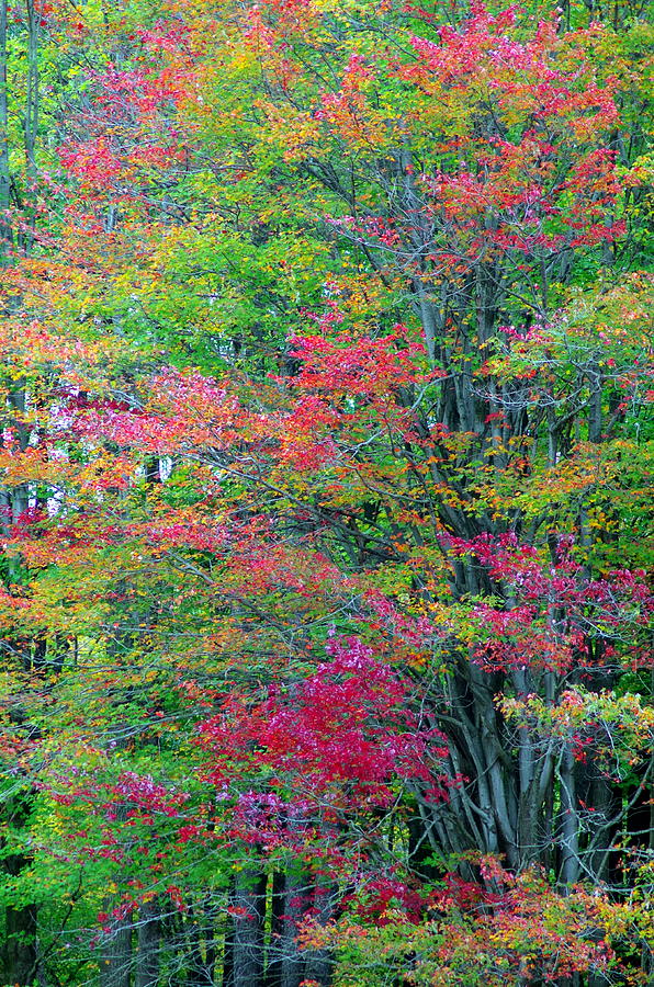Fall Foliage Photograph by Mary Courtney