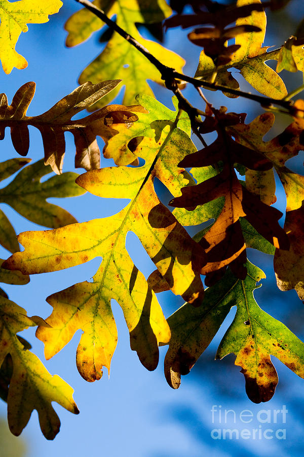 Fall Photograph - Fall foliage by Matt Suess