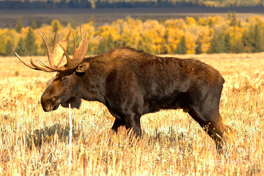 Fall Foliage Moose Photograph by Adam Jewell