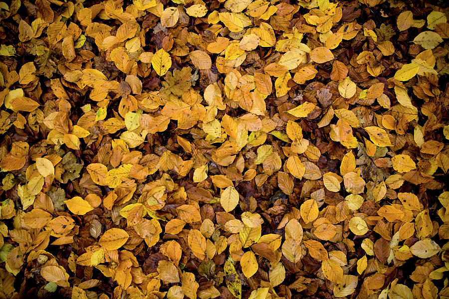 Fall Foliage Nature Pattern Photograph by Frank Tschakert