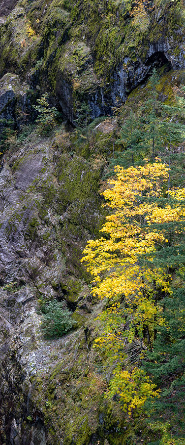 North Cascades National Park Photograph - Fall Foliage near Gorge Creek Falls by Michael Russell