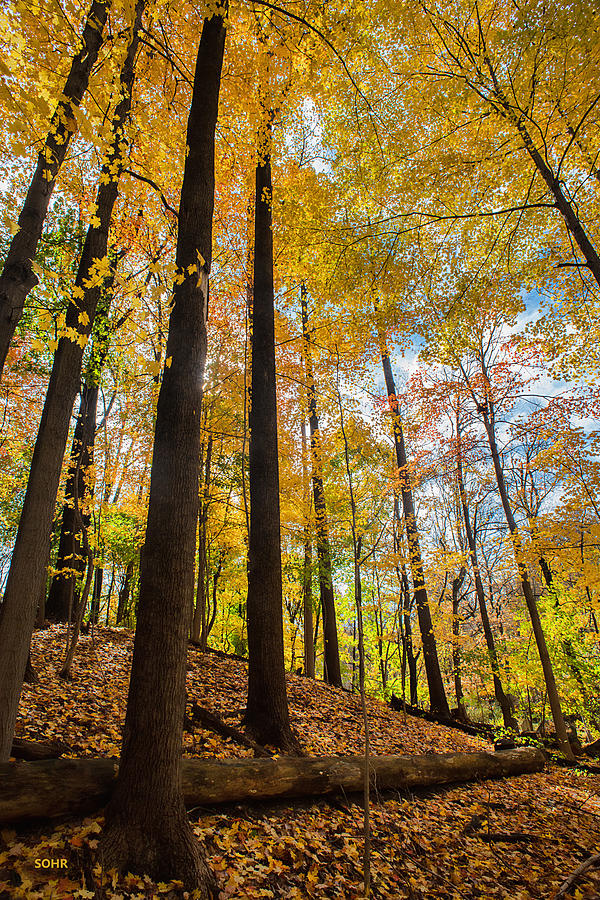 Tree Photograph - Fall Foliage - Patapsco River Valley by Dana Sohr