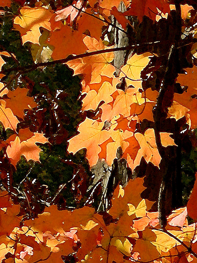 Fall Foliage Painting by Paul Sachtleben