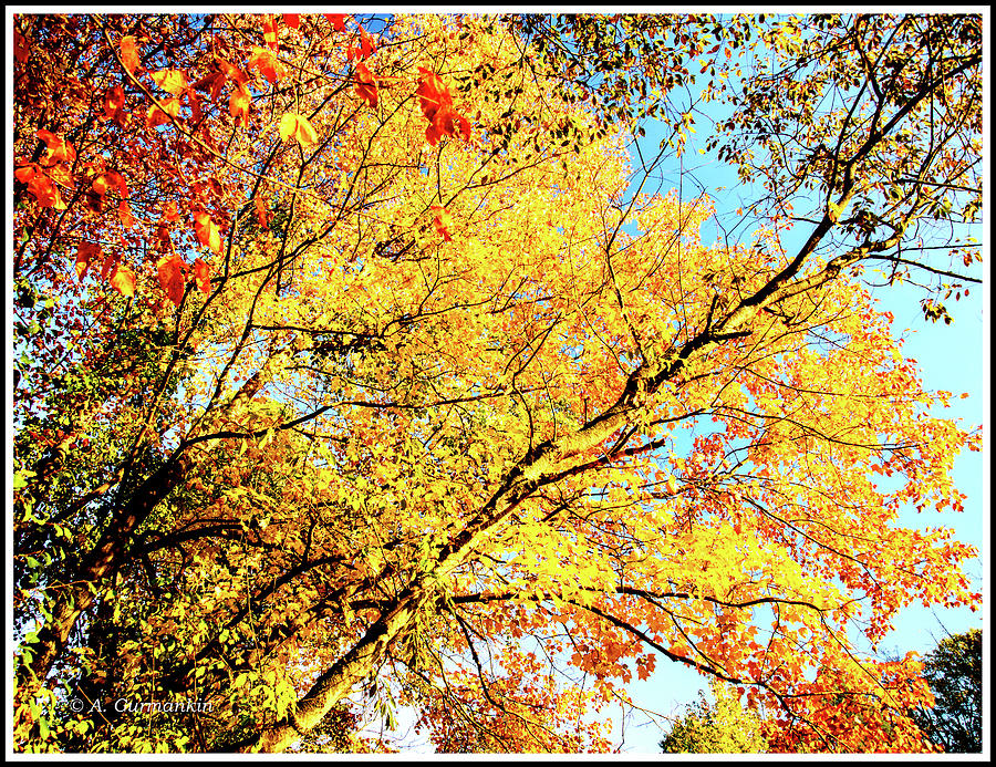 Fall Foliage, Pennsylvania Photograph by A Macarthur Gurmankin