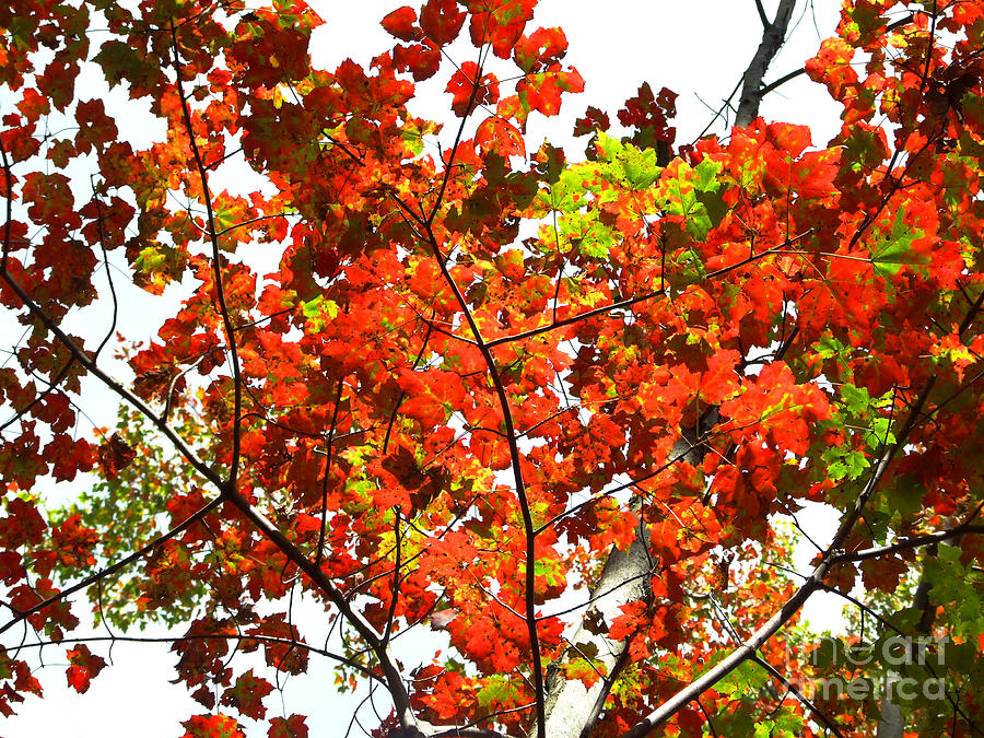 Fall Foliage Photograph Photograph by Kristen Fox