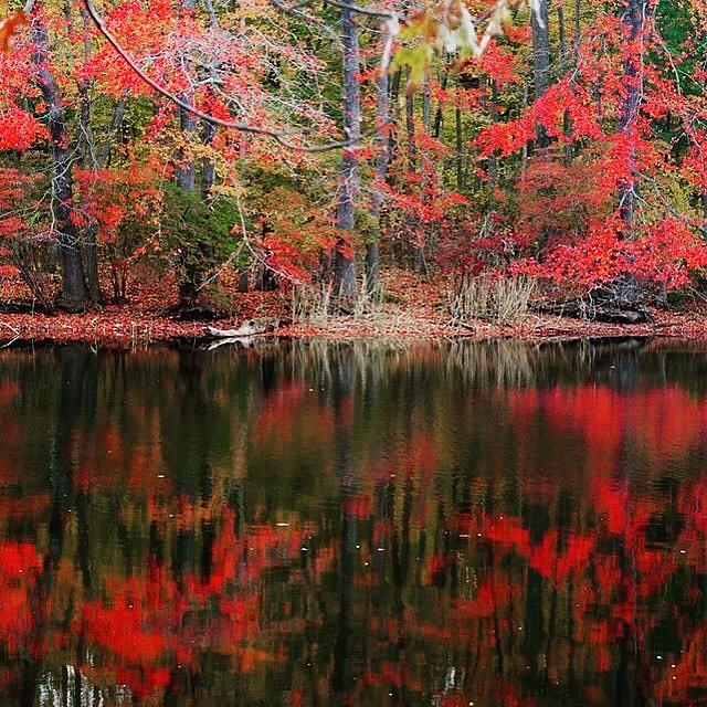 Fall Foliage Photograph by Rakesh Shah - Fine Art America