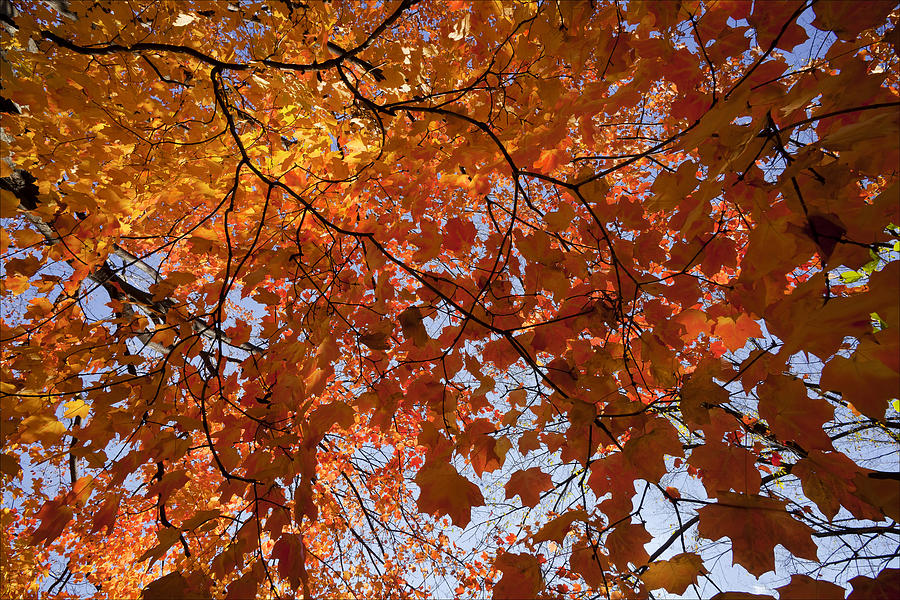 Fall Foliage Photograph by Robert Ullmann
