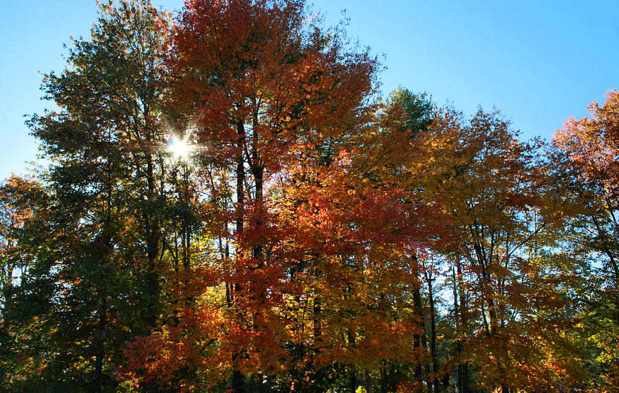 Fall Foliage Photograph by Sandra Huston