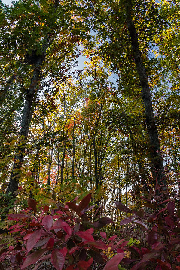 Fall foliage Photograph by SAURAVphoto Online Store