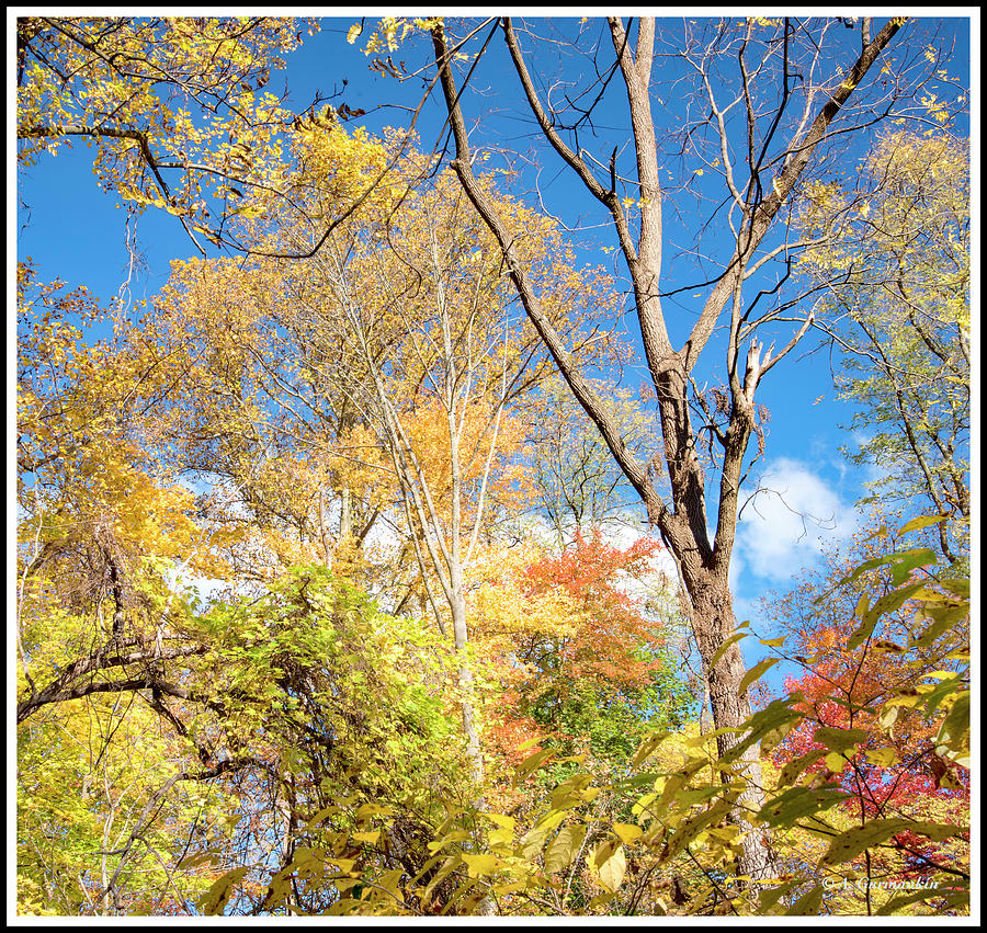 Fall Foliage Spectacluar Photograph by A Macarthur Gurmankin