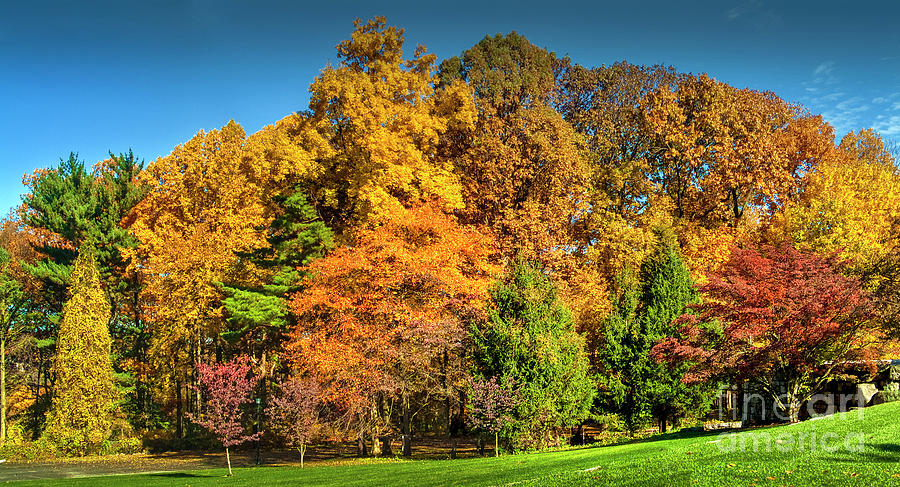 Fall Foliage Trees Beautiful  Photograph by David Zanzinger