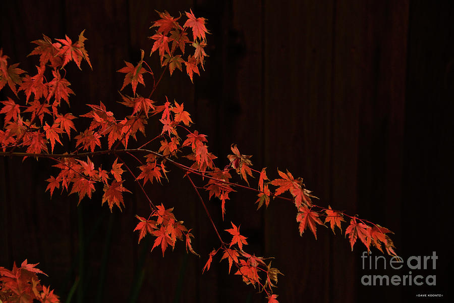 Fall Foliage V Photograph by Dave Koontz