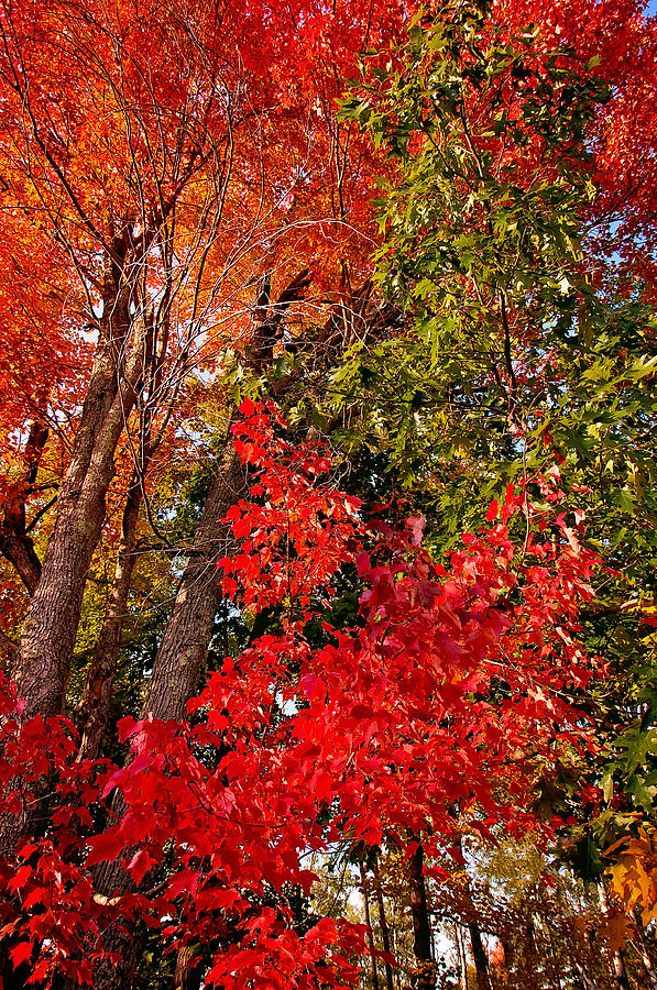 Fall Foliage Wall Art Photograph by Gwen Gibson
