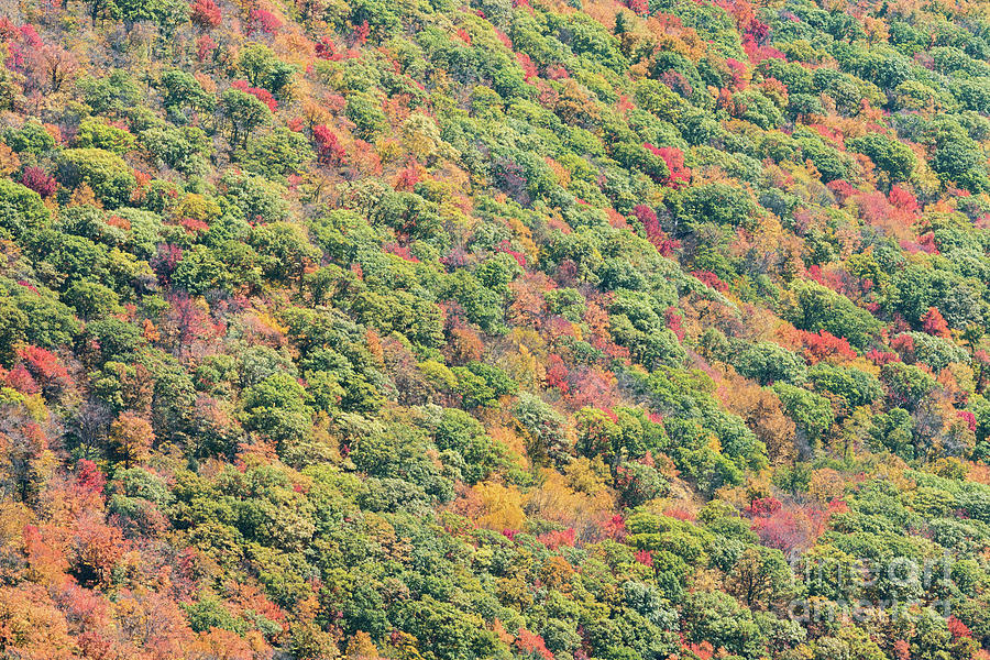 Fall Foliage Photograph by Zawhaus Photography