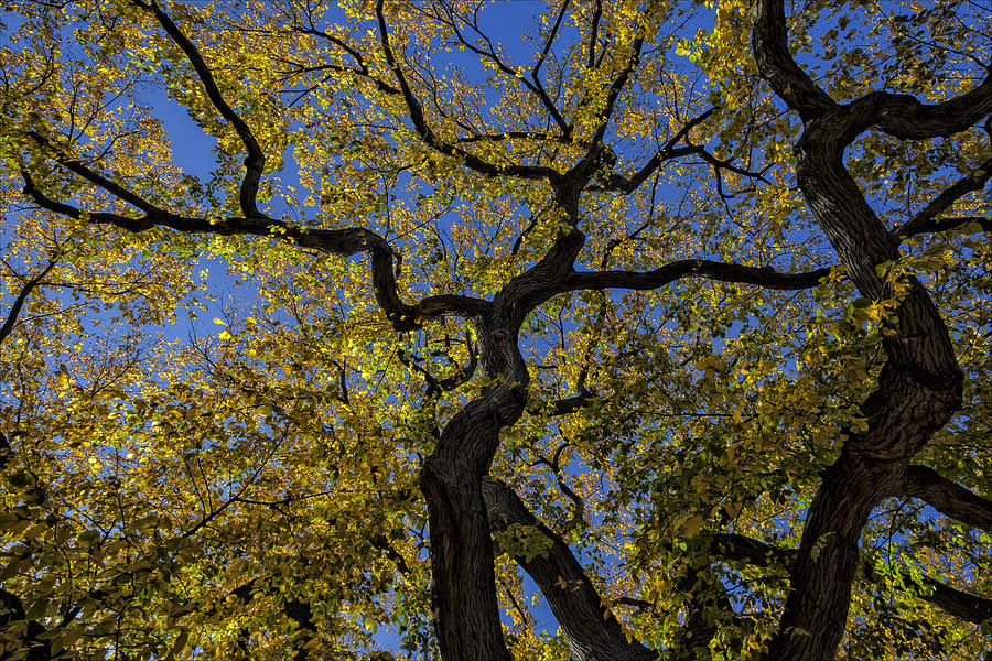 Fall Foliage,fall leaves,autumn leaves,leaves,trees, fall, autum Photograph by Robert Ullmann