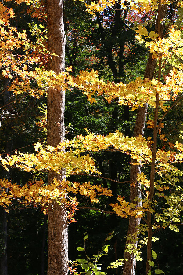 Fall Forest 1 Photograph by William Selander