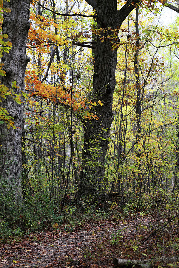 Fall Forest 3 110417 Photograph by Mary Bedy