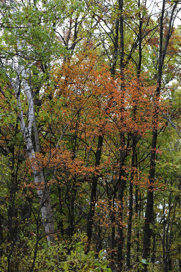Fall Forest 4 110417 Photograph by Mary Bedy