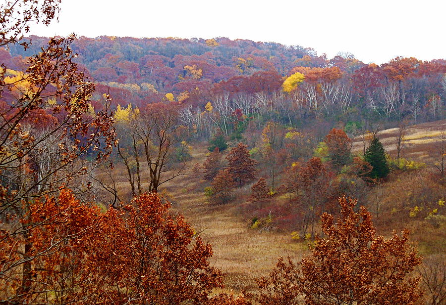 Fall Forest in Wisconsin Photograph by Christina Dare - Fine Art America