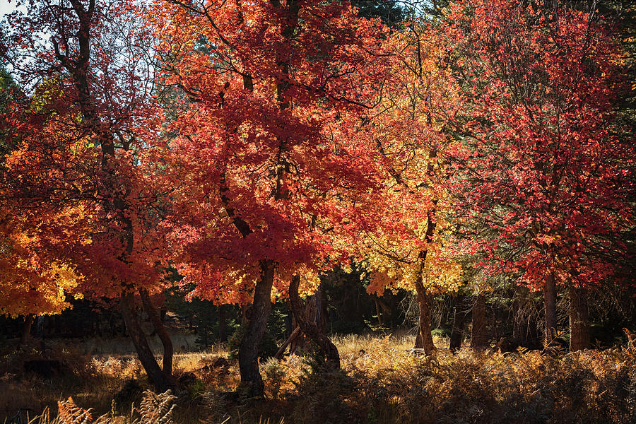 Fall Forest Magic  Photograph by Saija Lehtonen