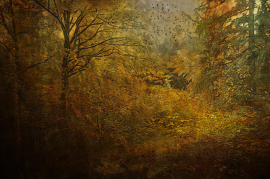 Fall Photograph - Fall Forest Splendor by Jeff Burgess