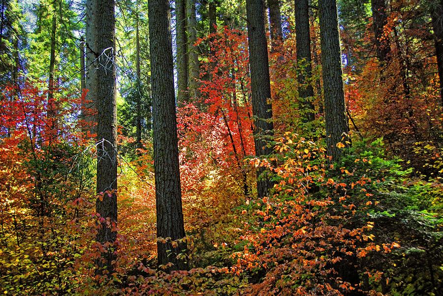 Fall Forest Splendor Photograph by Lynn Bauer