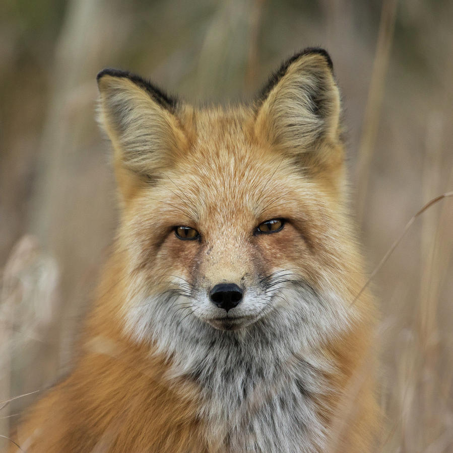 Fall Fox Portrait Photograph by Mindy Musick King
