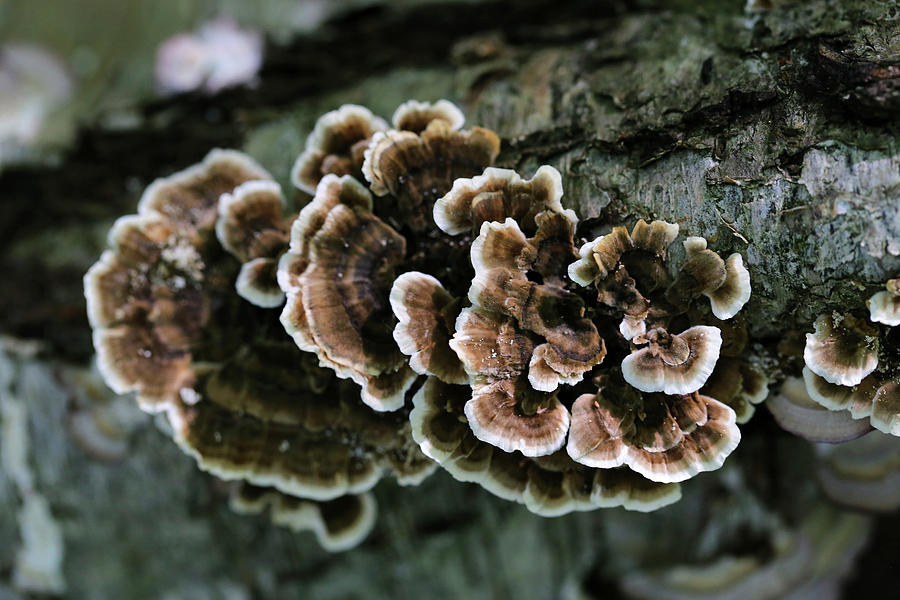 Fall Fungi 10 Photograph by Mary Bedy